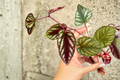 Cissus discolor Rex Begonia Vine Live Plant – Fully Rooted Starter, 2-Inch Pot