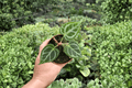 Anthurium Red Silver 2 Live Plants in 4-Inch Pots