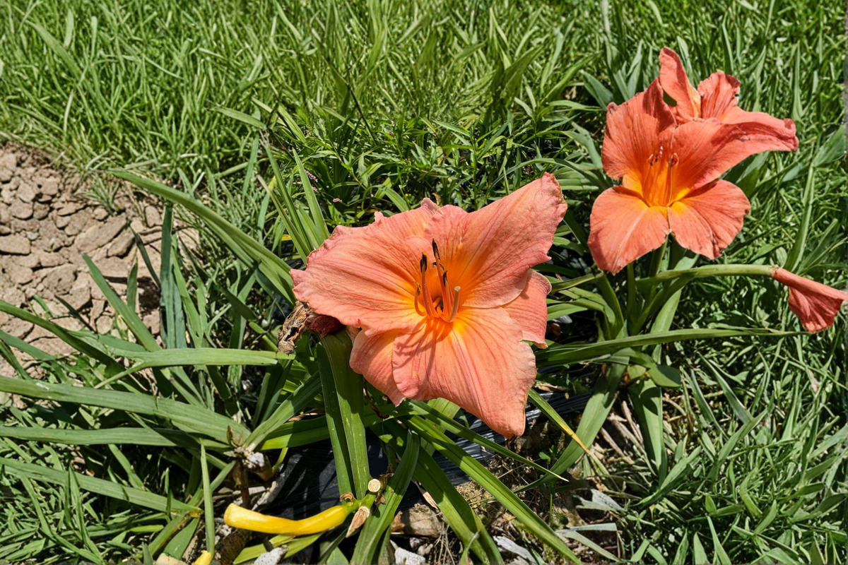 Daylily Frank Gladney Bare Root - 3 Plants, Orange-Red Hemerocallis