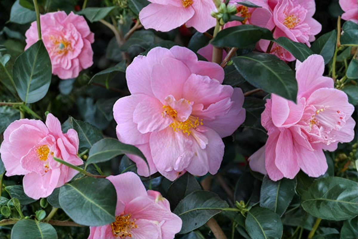 Fall Blooming Camellia ‘Autumn Pink Icicle’ – 1 Gallon, Camellia sasanqua Evergreen Shrub
