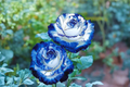 English Blue & White Rose Seeds - 10 Seed Pack