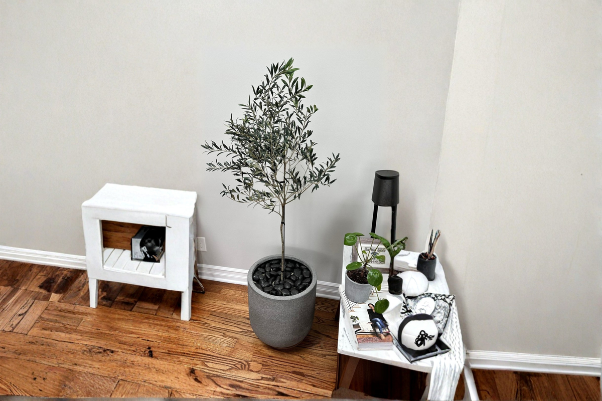 Arbequina Olive Tree Live Plant - Tall Evergreen Olive Tree for Landscape, Patio, or Orchard