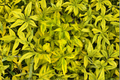 Evergold Variegated Forsythia Live Plant 1 Gallon Pot - Forsythia x intermedia ‘Evergold’