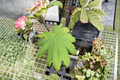 Acer japonicum ‘Attaryi’ Japanese Maple Live Plant – 1 Gallon Pot