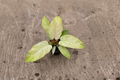 Philodendron Snowdrift Live Plant - 4 Inch Rooted Cutting, Variegated White-Green