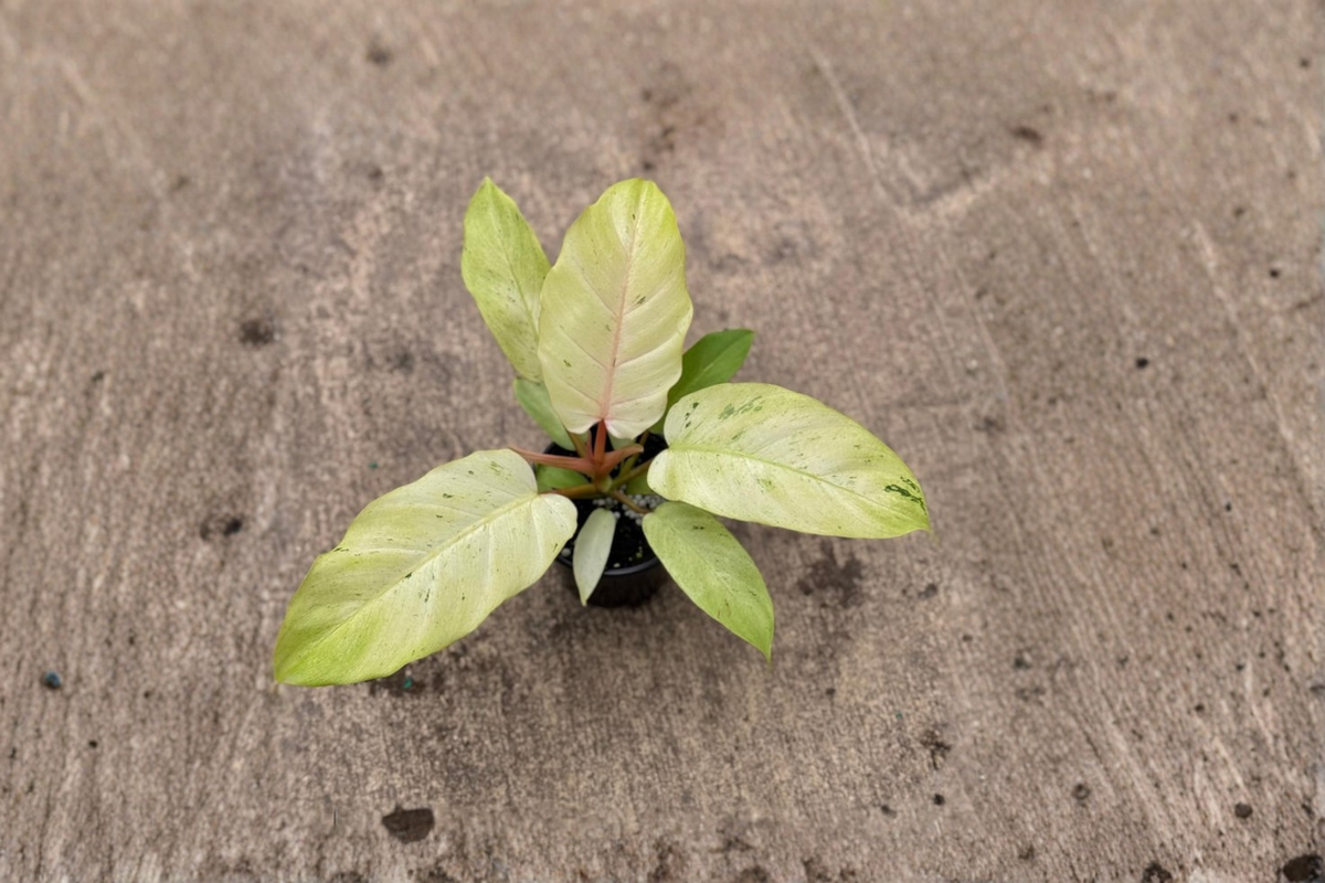 Philodendron Snowdrift Live Plant - 4 Inch Rooted Cutting, Variegated White-Green