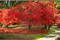 Red Maple Acer rubrum Live Sapling 18-24 in in 1/2 Gal Pot