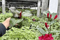 Philodendron Red Heart - 2 Exact Live Plants, 4-Inch Pots