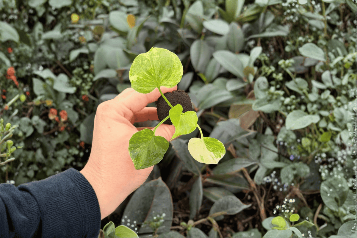 Philodendron Hope Aurea Variegated Starter Plants (2 Exact Live Plugs) – Philodendron Hope Aurea Variegated