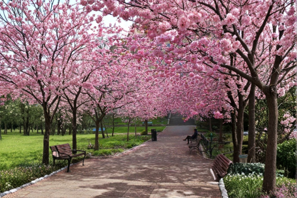 Japanese Sakura Cherry Tree Seeds - 3 Seeds for Ornamental Planting