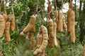 Tamarind Tree Seeds (8 Pack) - Fresh Tamarindus indica Seeds for Indoor/Outdoor Growing