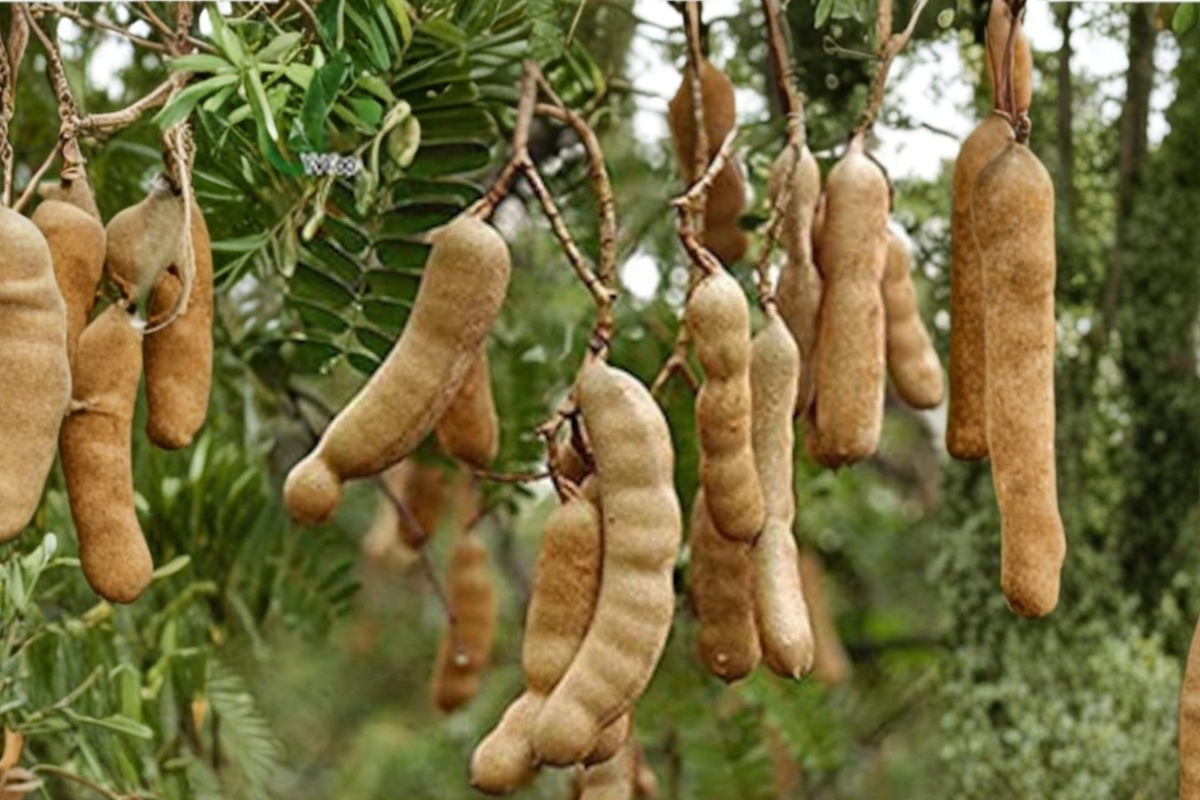 Tamarind Tree Seeds (8 Pack) - Fresh Tamarindus indica Seeds for Indoor/Outdoor Growing