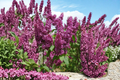 Ludwig Spaeth French Lilac Live Plant - Syringa vulgaris 1 Gallon Pot