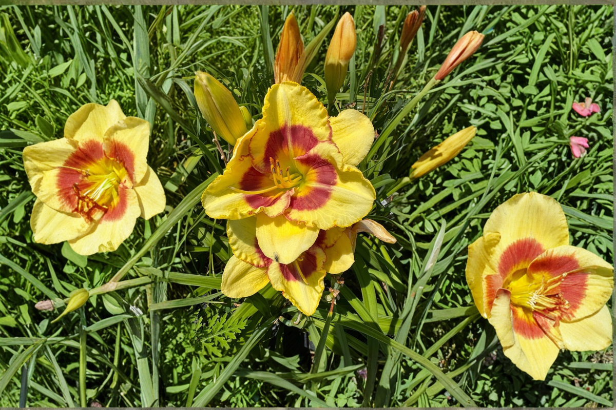 Monterrey Jack Daylily - Bare Root 3 Plants (Hemerocallis) Dark Red, Summer Blooms