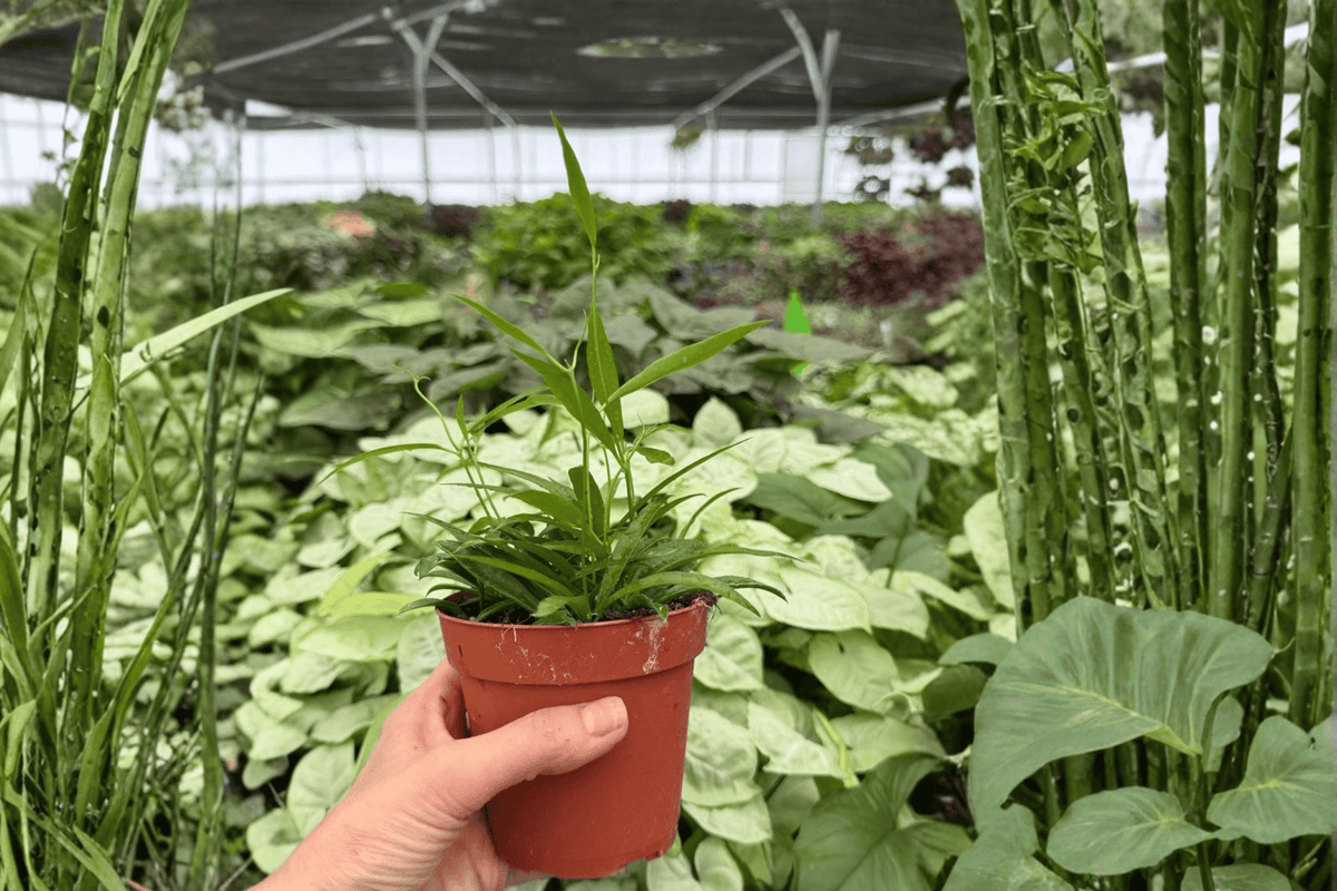 Hoya Longifolia - 2 Live Plants in 4-Inch Pots (Exact Plants)