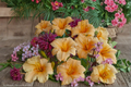 Apricot Sparkles Daylily 3 Bare Root Plants - Hemerocallis 'Apricot Sparkles'