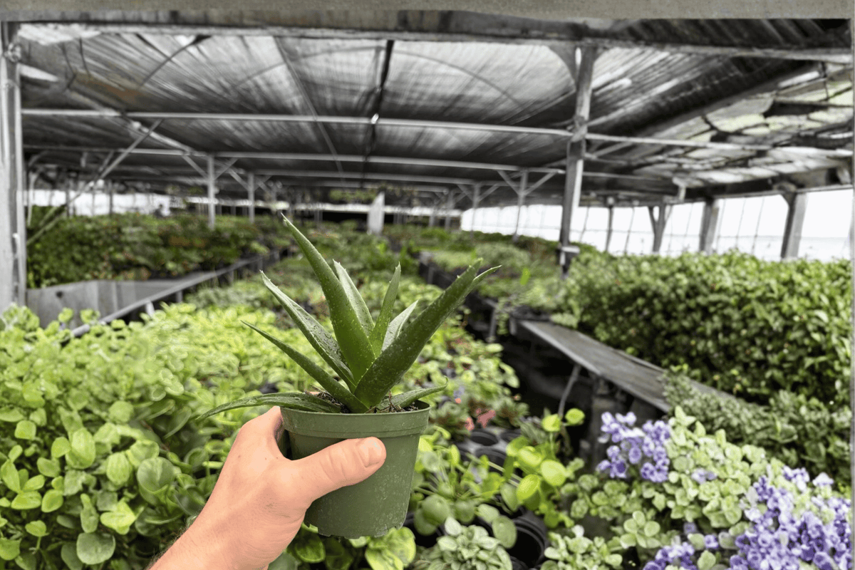 Aloe Black Gem Live Plants — 2-Pack in 4-Inch Pots