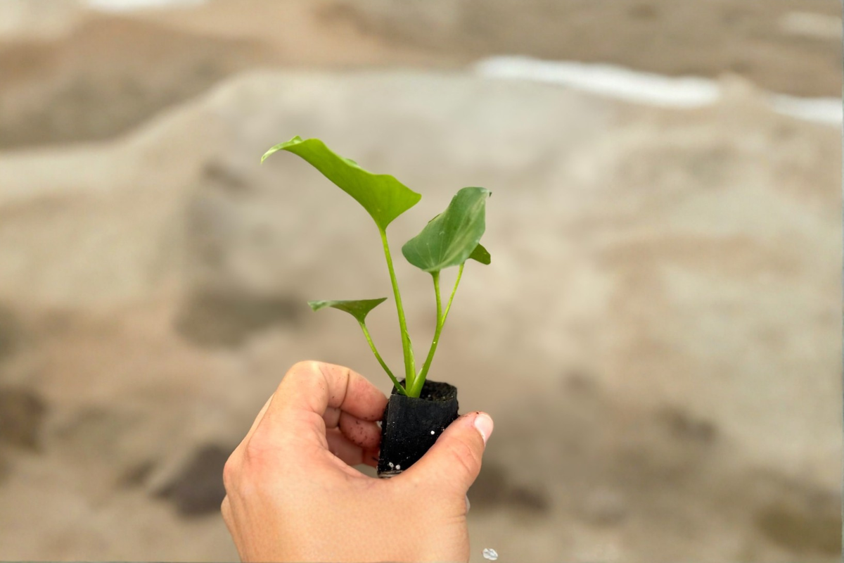 Philodendron Hope (Selloum) Starter Plant in 2-Inch Pot | Thaumatophyllum bipinnatifidum