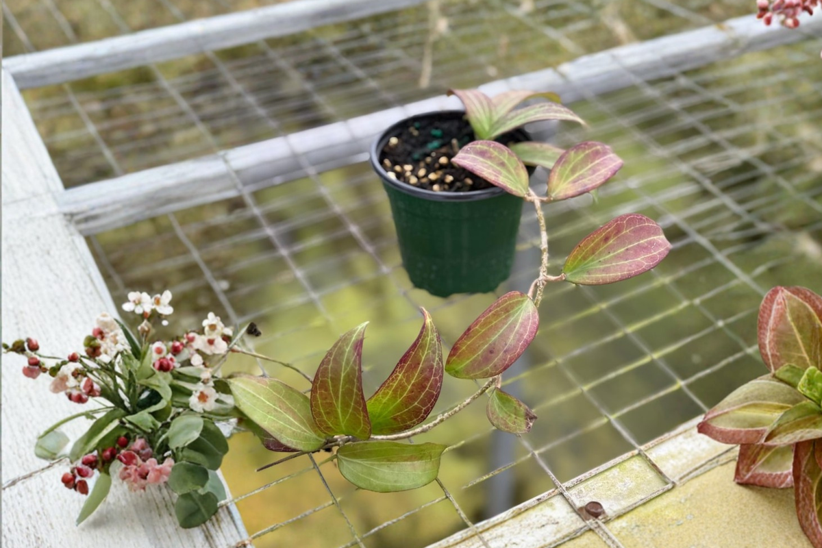 Hoya Merrillii Live Plant - 4 Inch Starter Pot, Rare Tropical Houseplant