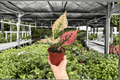 Aglaonema Light Pink Triphet - 2 Live Plants in 4-Inch Pots
