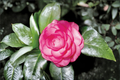 Japanese Camellia Pink Princess 1 Gallon Live Plant - Camellia japonica Pink Flowering Evergreen Shrub