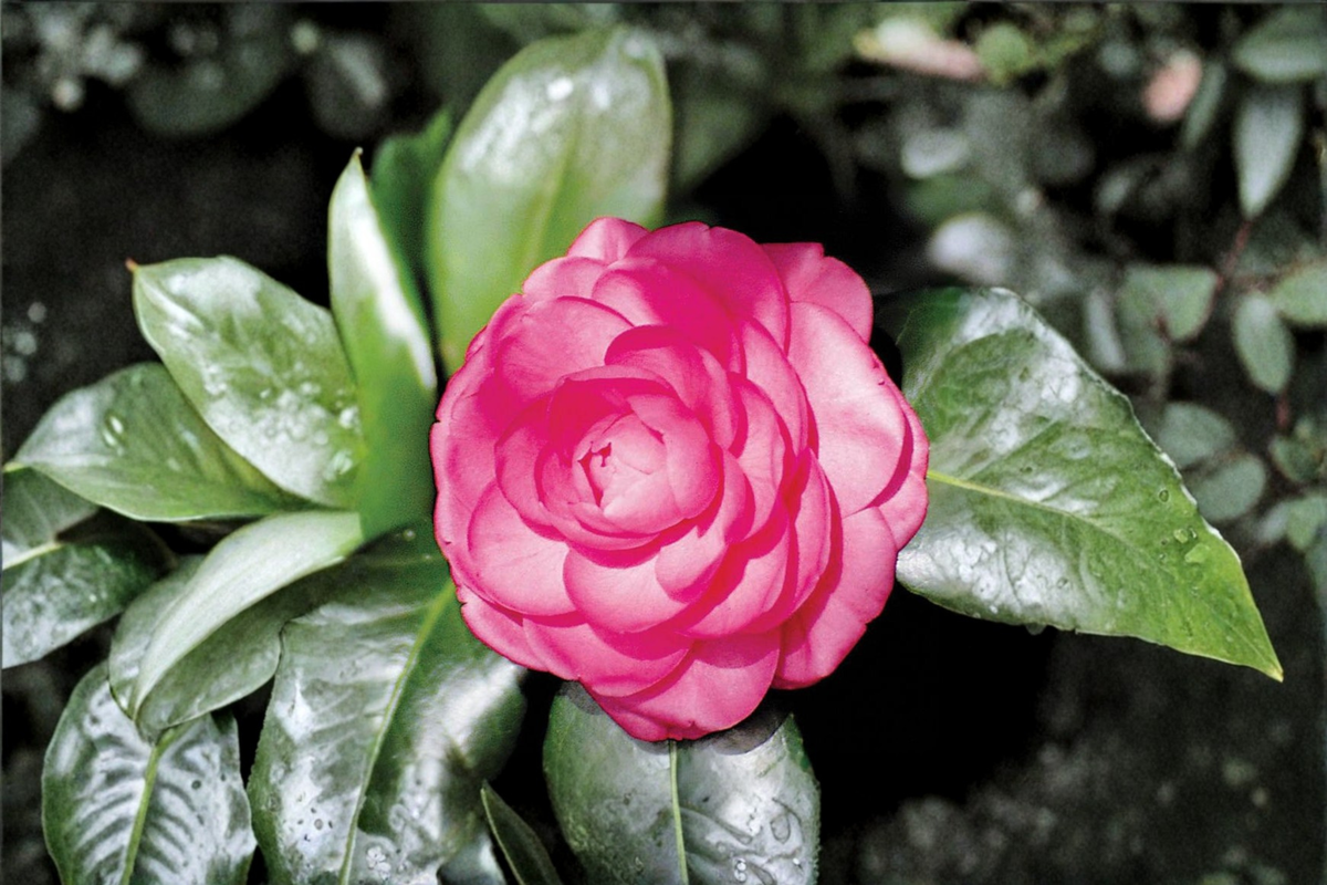 Japanese Camellia Pink Princess 1 Gallon Live Plant - Camellia japonica Pink Flowering Evergreen Shrub
