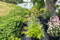 Yellowroot Shrub Live Plant - 1 Gallon Pot | Xanthorhiza simplicissima