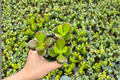 Crassula Ovata Jade Plant - 4 Inch Rooted Bonsai Style Jade Plant