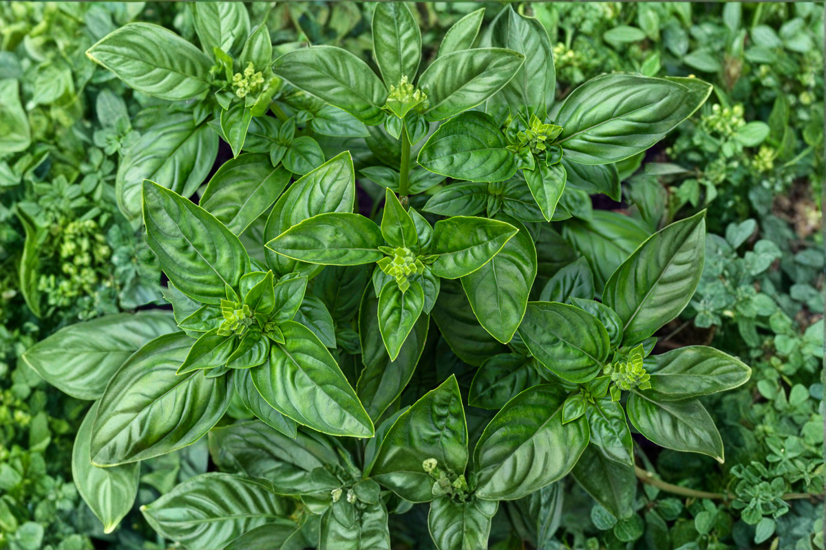 Greek Columnar Basil Live Plant - Rooted Starter Plant 3-6 Inches