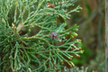 Atlantic White Cedar Live Tree 1 Gallon Pot - Chamaecyparis thyoides, 12" Tall
