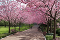 Cherry Blossom Tree Seeds - 20 Pack Prunus serrulata ornamental flowering seeds