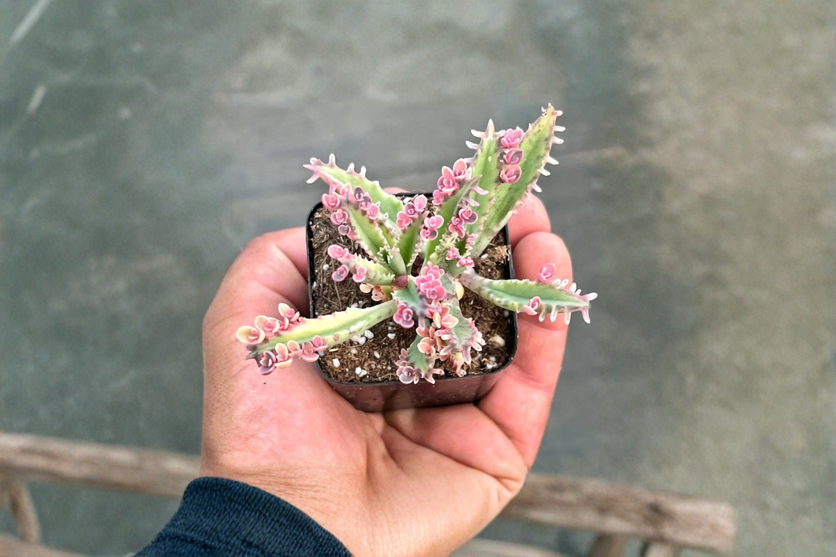 Kalanchoe Pink Butterflies Live Plant - Rooted Starter Succulent