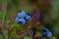 Powder Blue Blueberry Vaccinium ashei 'Powderblue' - 2-Year-Old, 18-24 in, 1 Gallon Pot