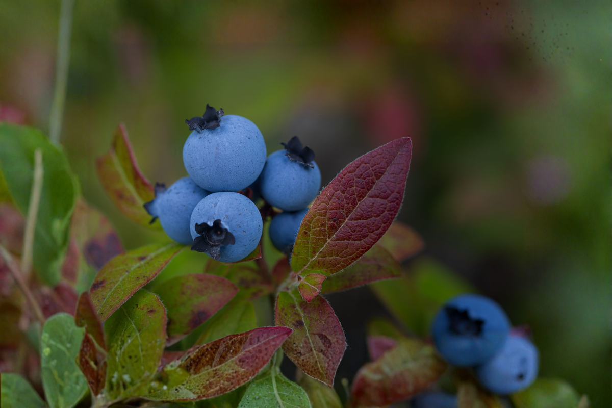 Powder Blue Blueberry Vaccinium ashei 'Powderblue' - 2-Year-Old, 18-24 in, 1 Gallon Pot