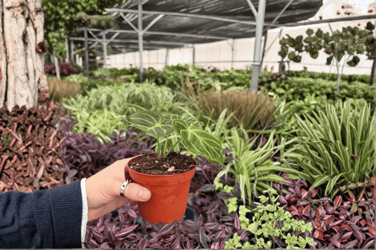Anthurium AOS x Domino Live Plants — 2 Potted, 4-Inch Pots