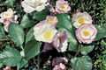 Japanese Camellia ‘Japanese Fantasy’ 1 Gallon Live Plant | Camellia japonica Pink White Blooming Shrub