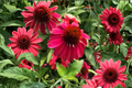 Double Scoop Cranberry Coneflower - 3 Rooted Starter Plants in 1 Qt Pots