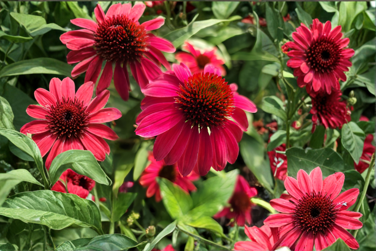 Double Scoop Cranberry Coneflower - 3 Rooted Starter Plants in 1 Qt Pots