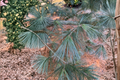 Cesarini Blue Limber Pine Pinus flexilis ‘Cesarini Blue’ – 12-Inch Live Plant, 1-Gallon Pot
