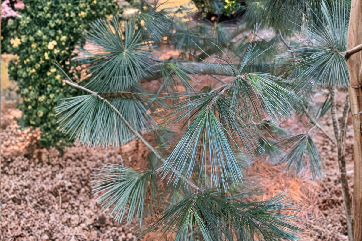 Cesarini Blue Limber Pine Pinus flexilis ‘Cesarini Blue’ – 12-Inch Live Plant, 1-Gallon Pot
