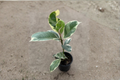 Ficus Tineke Variegated Rubber Plant | 4 Inch Pot Starter Live Plant