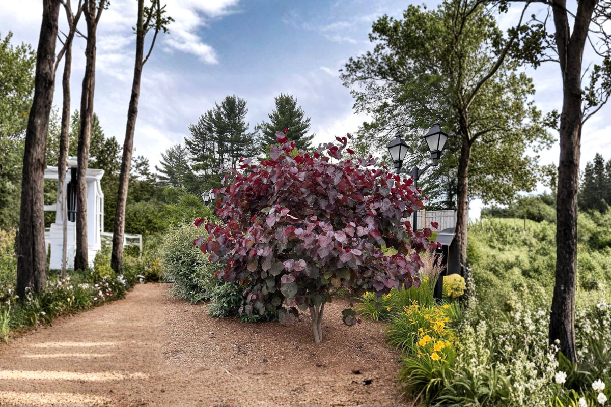 Merlot Redbud Tree Cercis canadensis ‘Merlot’ 4–6 ft Live Plant