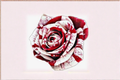Red Blood Rose Seeds - 30 Deep Red Rose Seeds for Ornamental Garden