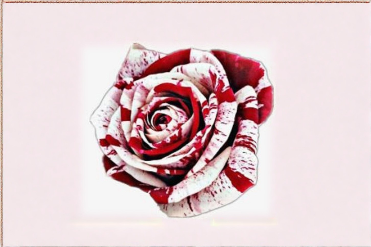 Red Blood Rose Seeds - 30 Deep Red Rose Seeds for Ornamental Garden