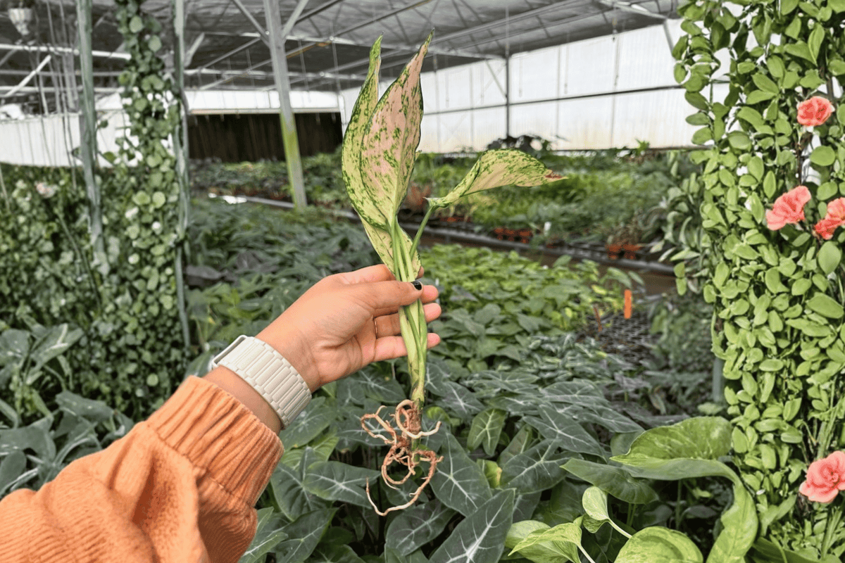 Aglaonema Jazzed Gems Starter Plants (2 XL Live Plants) - Indoor Foliage