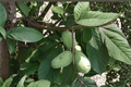 Pawpaw Tree (Asimina triloba) - 12in Live Plant in 1 Gallon Pot