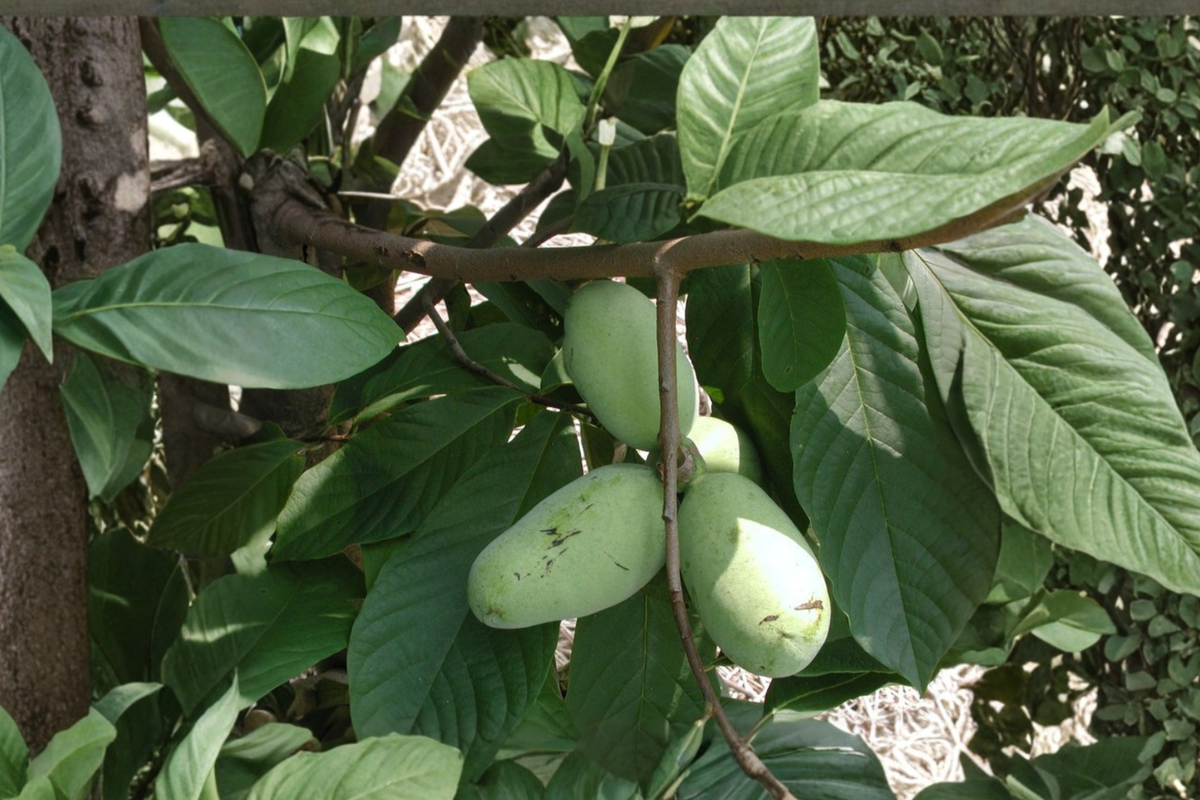 Pawpaw Tree (Asimina triloba) - 12in Live Plant in 1 Gallon Pot