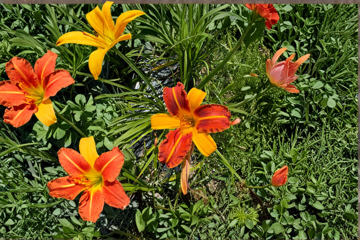 Daylily Frans Hals – 3 Bare Root Plants (Hemerocallis) Red Yellow Bi-Color