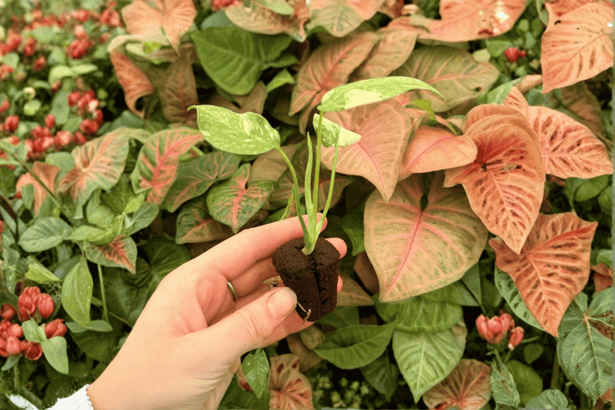 Monstera deliciosa Legacy Starter Plants — 2 Live Starter Plants