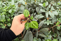 Anthurium Crystal x Dorayaki Starter Plants (2) | Live Plug Plants